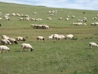 羊の群