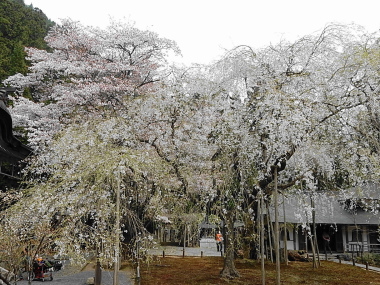 九重桜