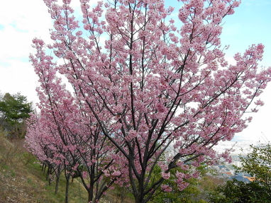 陽光桜ー２