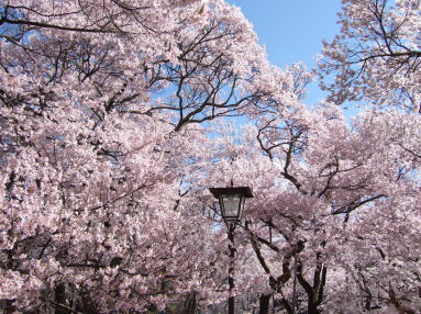 城址公園桜