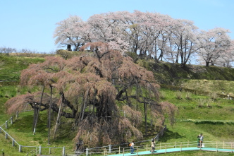 滝桜ー１
