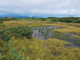 弥陀ヶ原湿原
