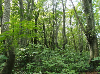 獅子ｹ原湿原