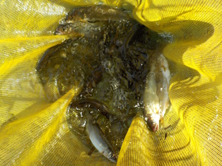 釣果