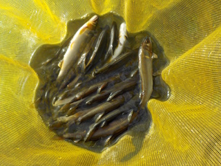 釣果