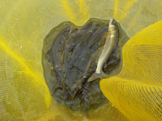 釣果