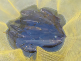 釣果