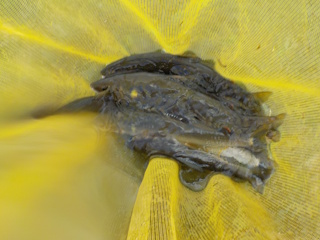 釣果
