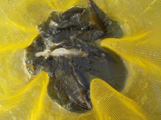 釣果