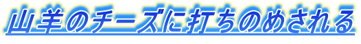 Rr̃`[Yɑł̂߂