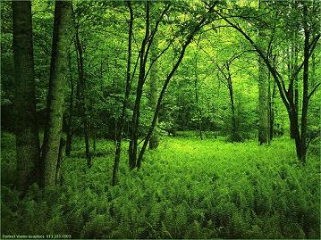 forest.JPG
