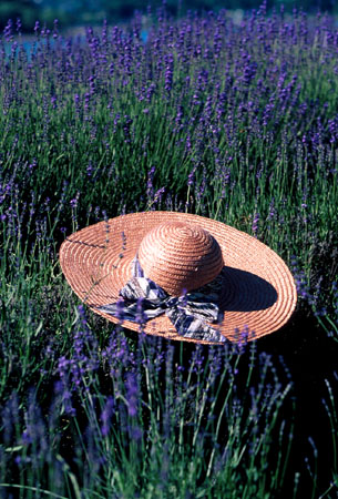 flower-lav-hat.jpg