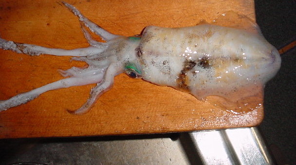 ika.jpg