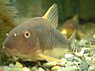 Co.ゴッセイ（ブリード個体）3匹（熱帯魚） | 熱帯魚・エビ