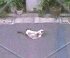 モコ（タヌキではなく、うちのネコ）