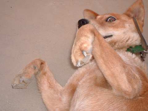 IłB`IŗȂHH