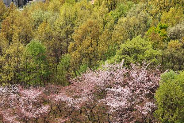 新緑の公園展望