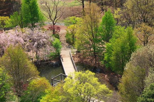 新緑の公園展望