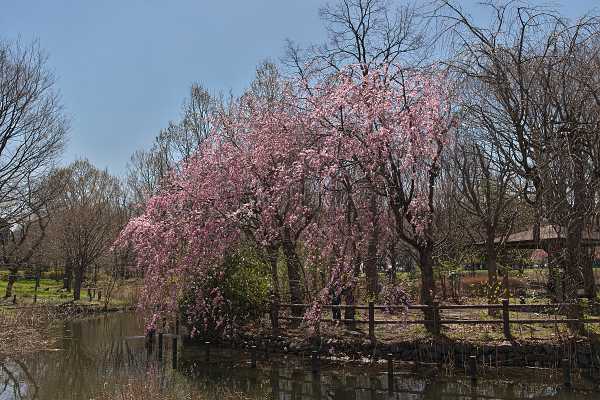 枝垂桜