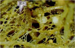 [写真]VA菌の菌糸