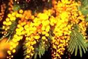 mimosa2.jpg