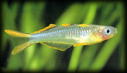 rainbowfish10.jpg