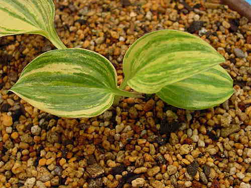 斑入り山野草 その11