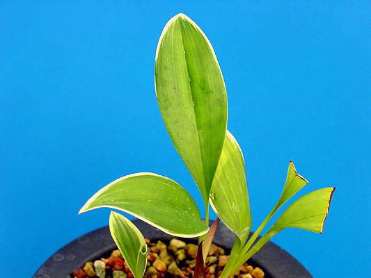 山野草　斑入り千島　キンバイ　いっぱい 想い出の夏の山野草 8（キンバイ） | 山想花（sansouka）ブログ