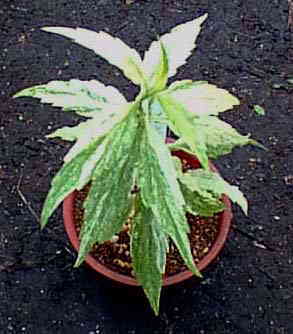 №96　斑入山野草　その他　　ワサビ 斑入り山野草 その５