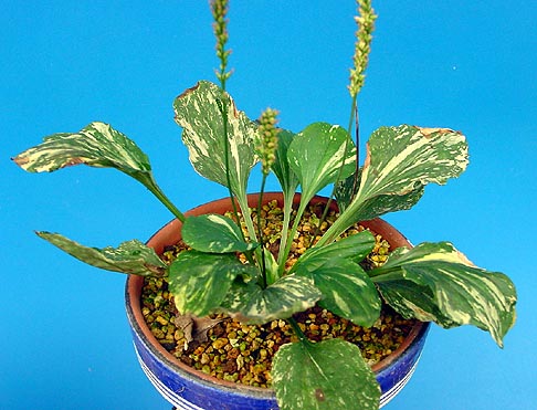 斑入り山野草 その5