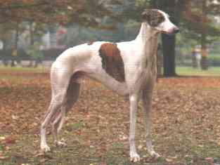 grayhound