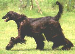 afgan hound