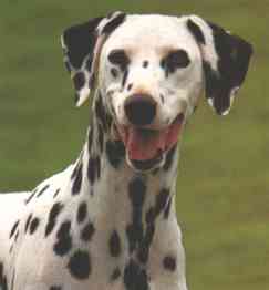 dalmatian