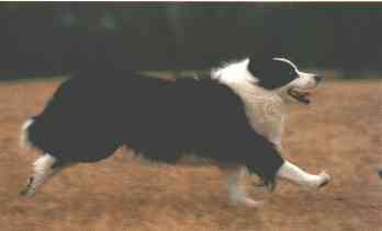 border collie
