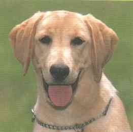 labrador retriever