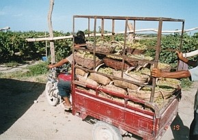 �Ԃǂ����悹�������J�[