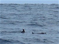 �C���J�̒[����