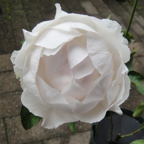 イブシャンテマリー/我が家の切花種のバラ
