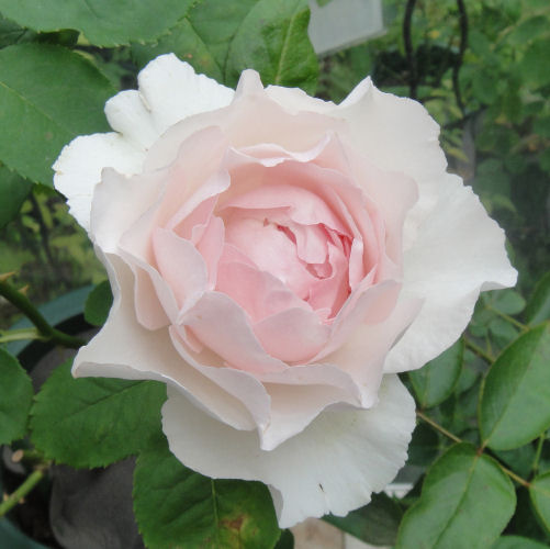 イブシャンテマリー/我が家の切花種のバラ