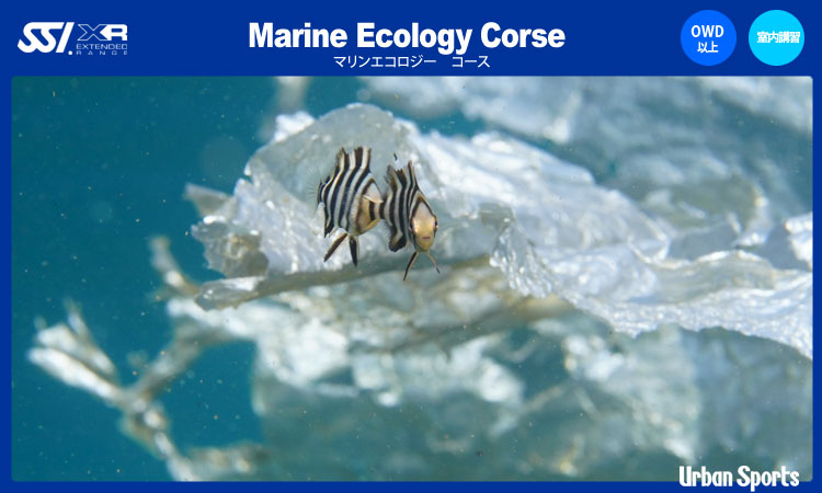 Marine Ecology Course