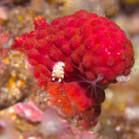 E~EV̐ԊwNudibranch Ecology