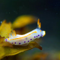 E~EV̐ԊwNudibranch Ecology