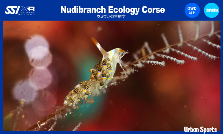 E~EV̐ԊwNudibranch Ecology