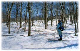 �l�C�`���[�X�L�[