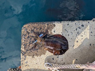 アオリイカ６９０ｇ