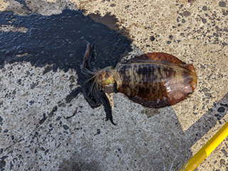 アオリイカ1,030g