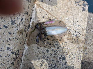 アオリイカ約500g